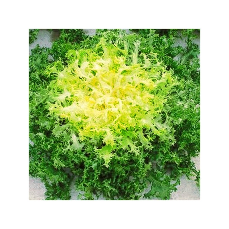 Frisée bio