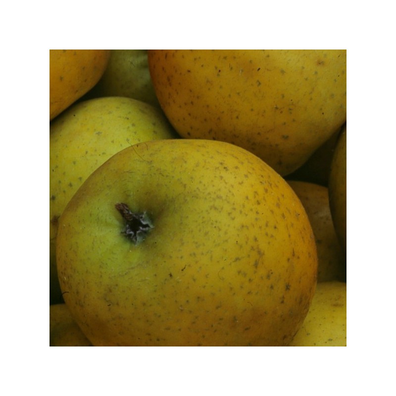 Pomme Chanteclerc bio (1kg)