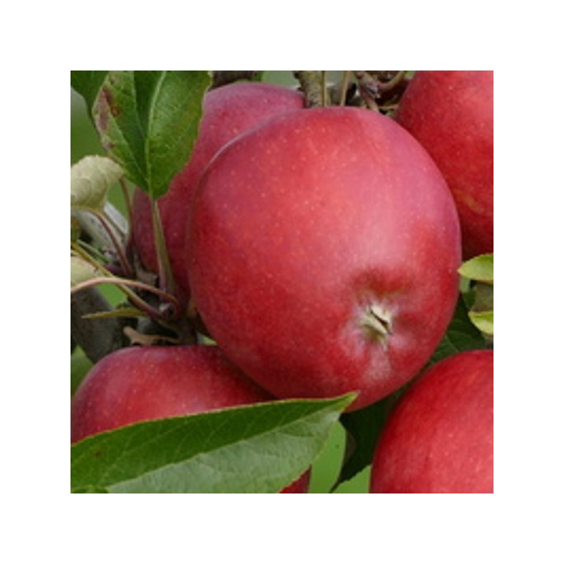 Pomme Story bio (1kg)