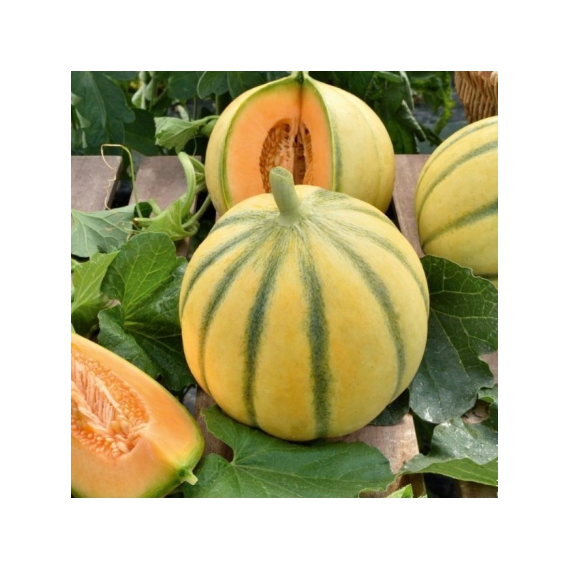 Melon Charentais bio (900g - 1,100kg)