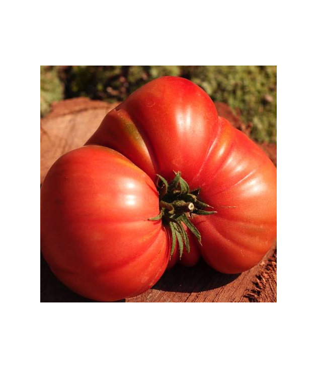 Tomates anciennes BIO  (1KG)