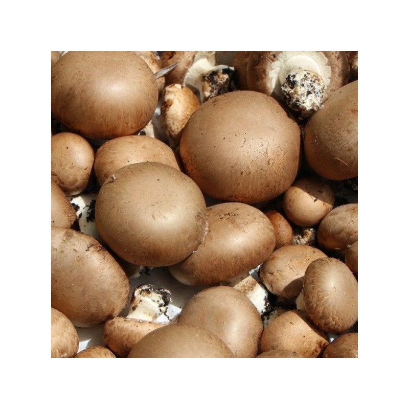 Champignons de Paris bio (250G)