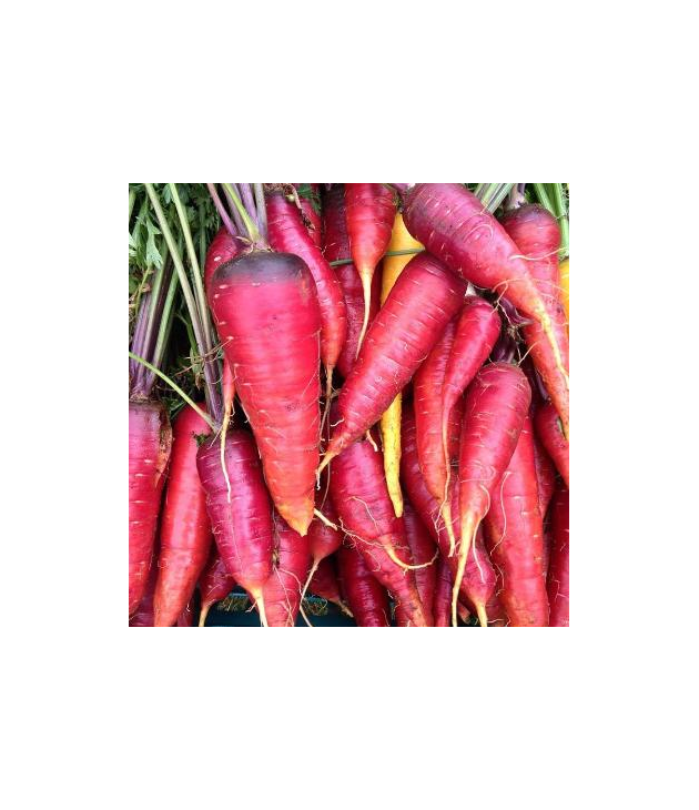 Carottes rouges bio (1kg)