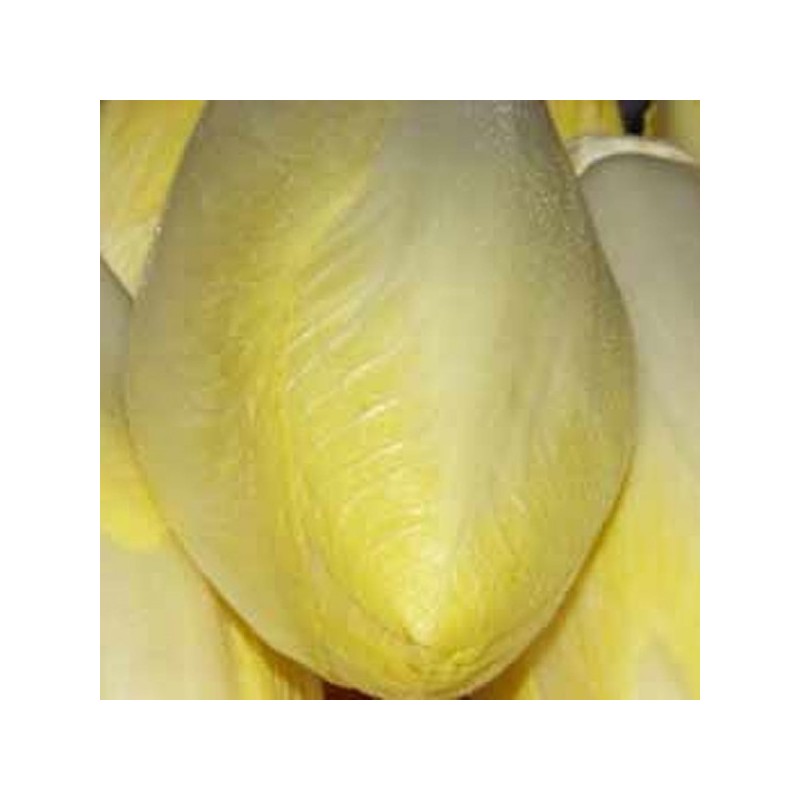 Endive LOCAL (1KG)