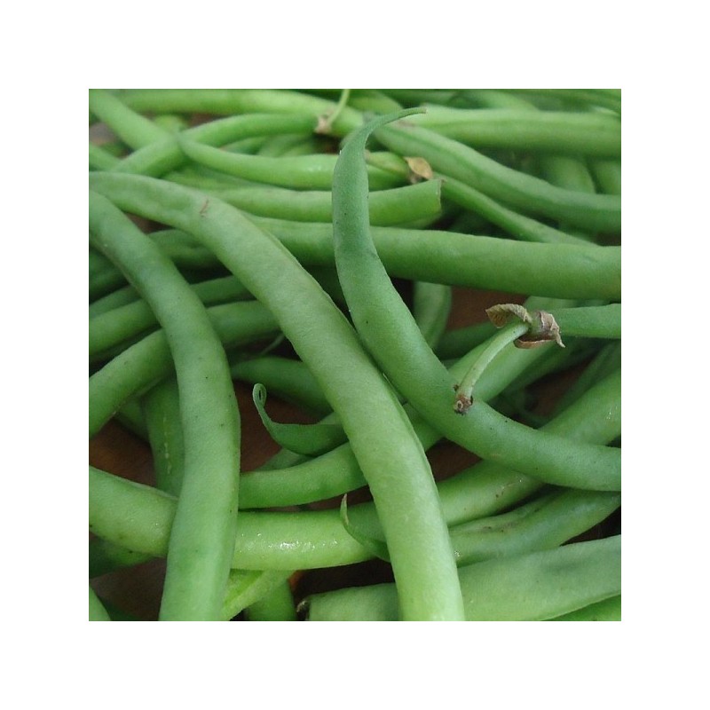 Haricot vert BIO (500G)