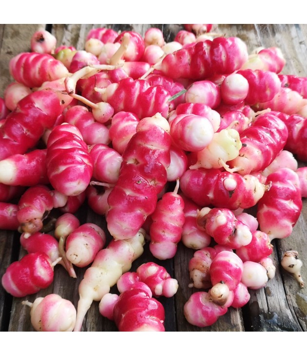 Oca du Pérou BIO (500G)