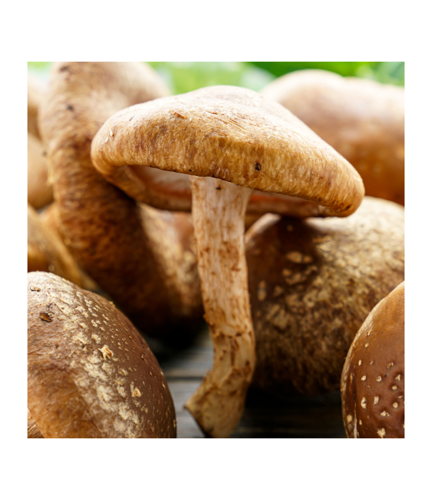 Champignon Shiitake BIO (500G)