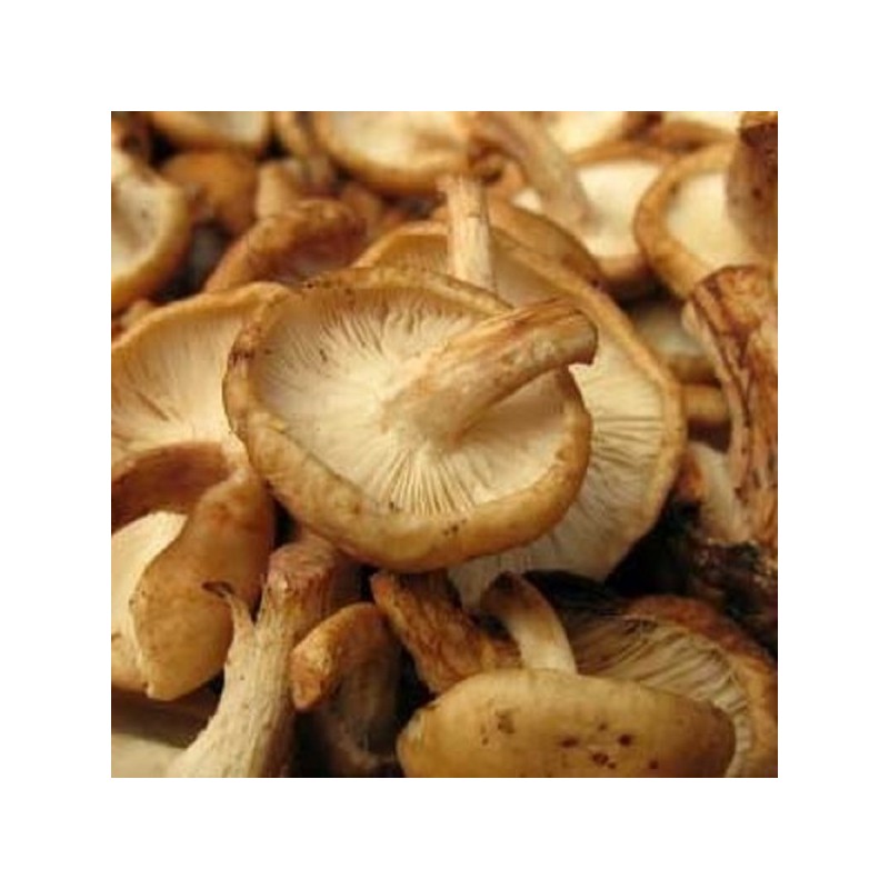 Champignon Pleurote BIO (500G)