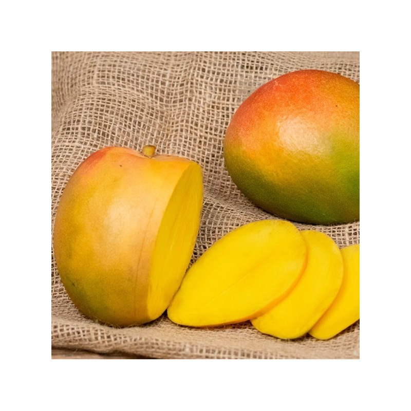 Mangue Kent BIO (pièce)