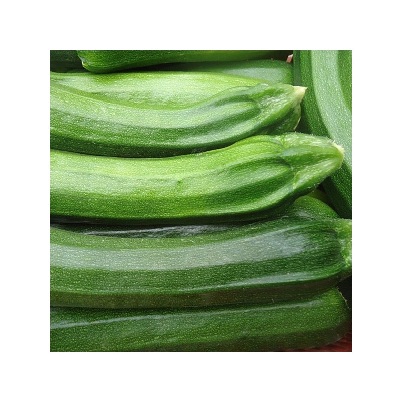 Courgette BIO (500G)